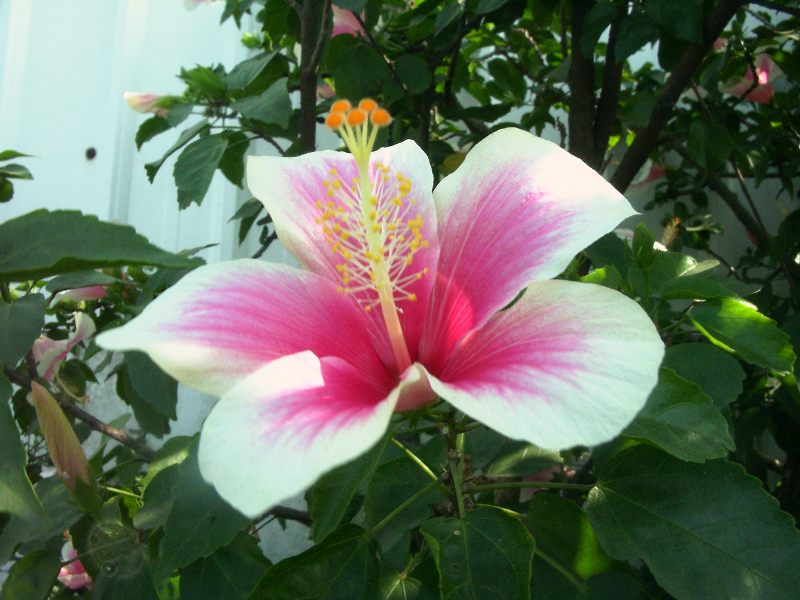 按此在新視窗瀏覽圖片