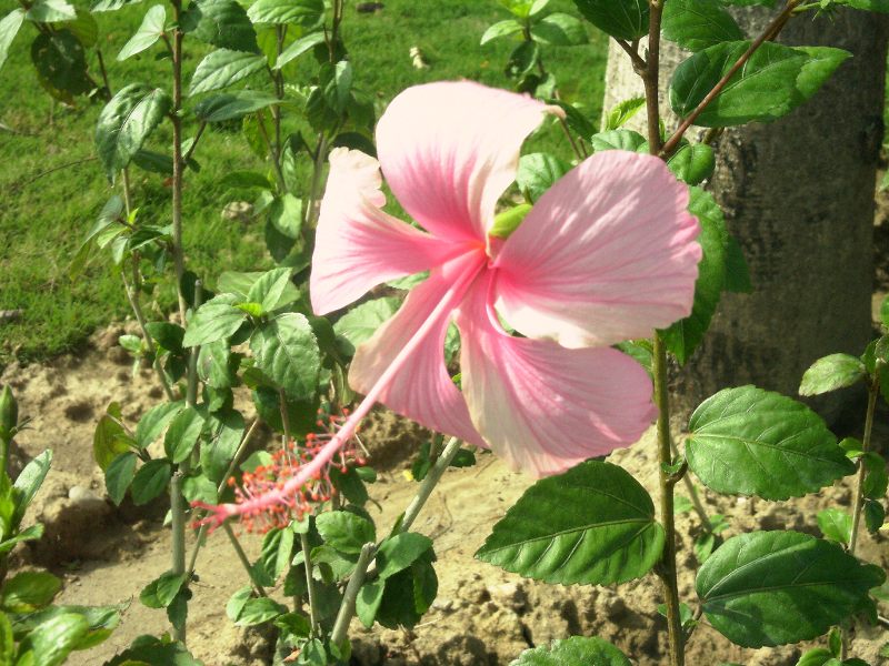 按此在新視窗瀏覽圖片