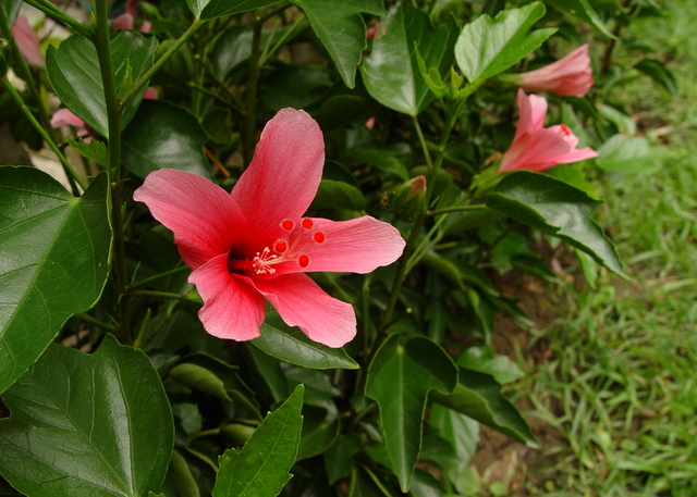 按此在新視窗瀏覽圖片