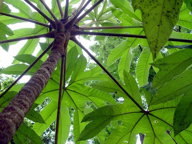 按此在新視窗瀏覽圖片