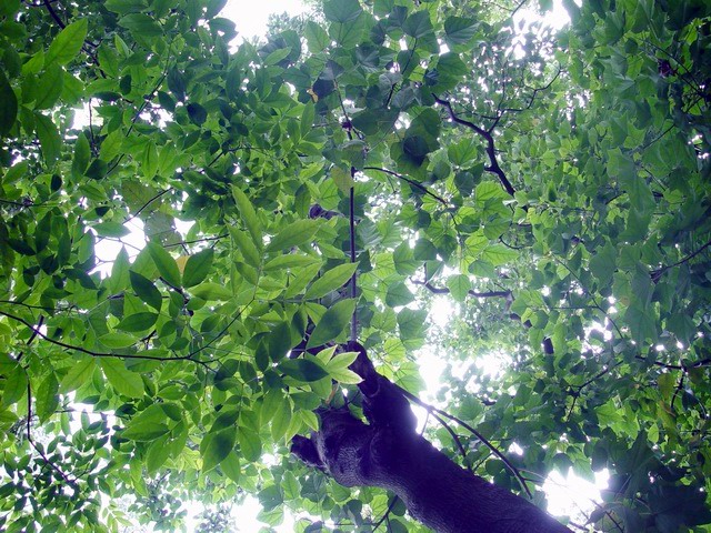 按此在新視窗瀏覽圖片