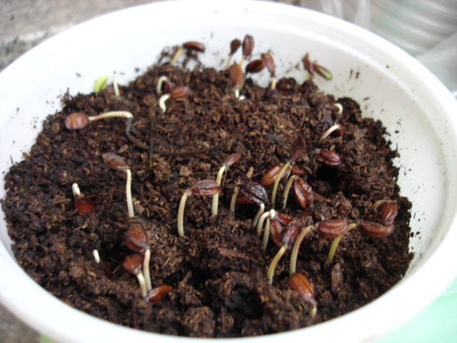 «ö¦¹¦b·sµøµ¡ÂsÄý¹Ï¤ù