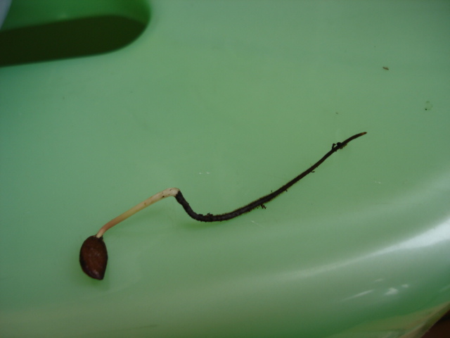 «ö¦¹¦b·sµøµ¡ÂsÄý¹Ï¤ù