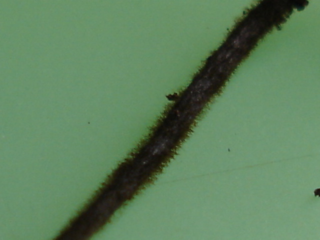 «ö¦¹¦b·sµøµ¡ÂsÄý¹Ï¤ù