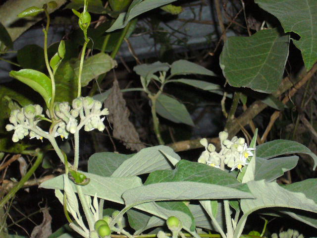 «ö¦¹¦b·sµøµ¡ÂsÄý¹Ï¤ù