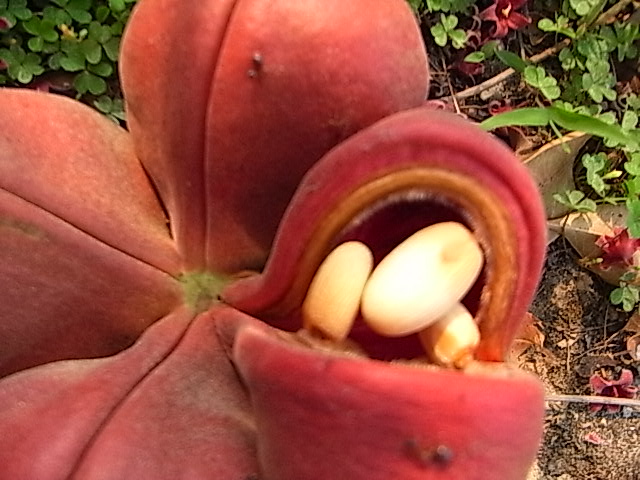 «ö¦¹¦b·sµøµ¡ÂsÄý¹Ï¤ù