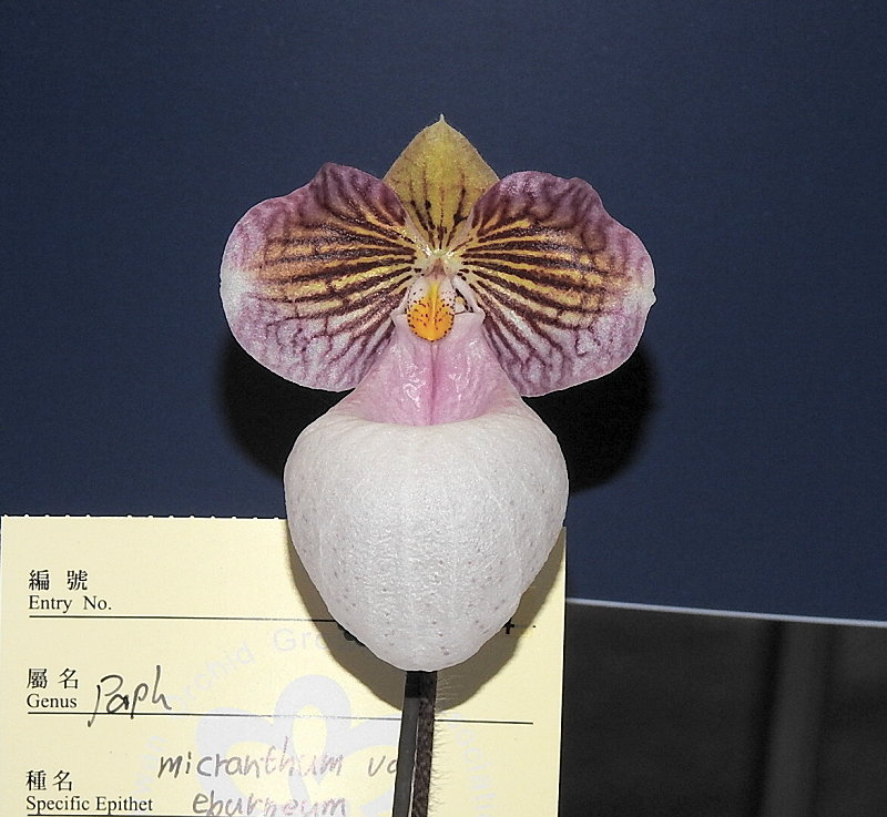 «ö¦¹¦b·sµøµ¡ÂsÄý¹Ï¤ù