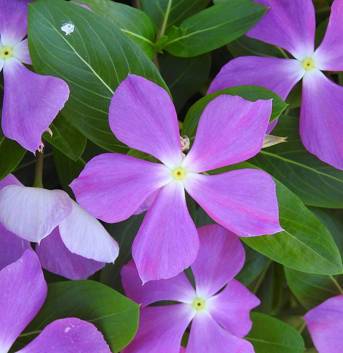 «ö¦¹¦b·sµøµ¡ÂsÄý¹Ï¤ù