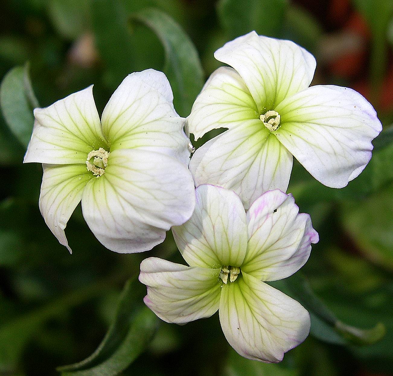 按此在新視窗瀏覽圖片