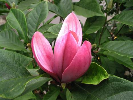 按此在新視窗瀏覽圖片