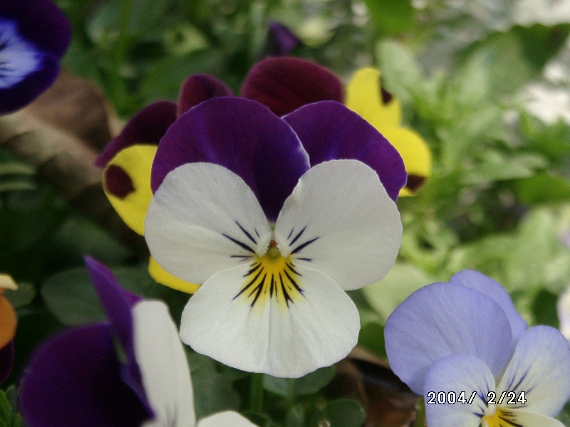 按此在新視窗瀏覽圖片