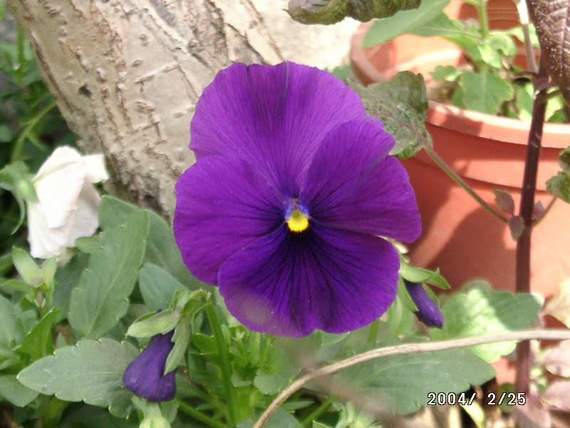 按此在新視窗瀏覽圖片