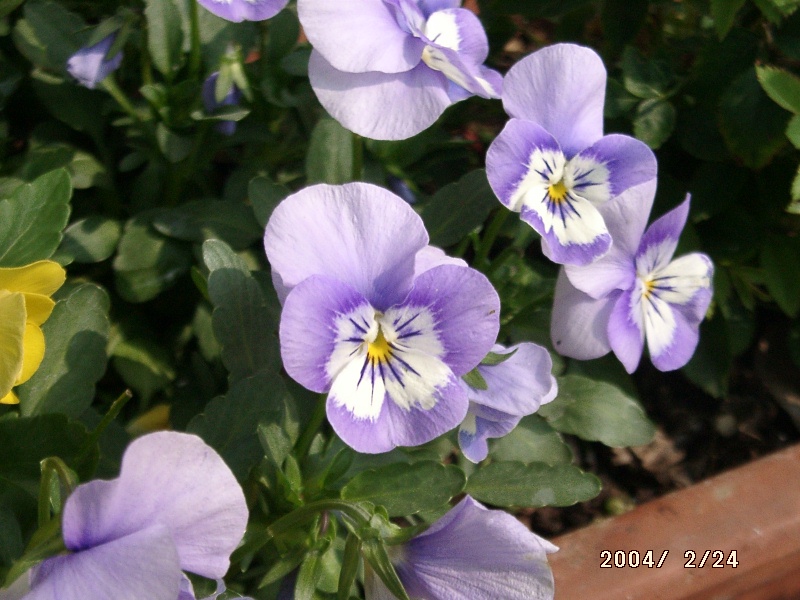 按此在新視窗瀏覽圖片