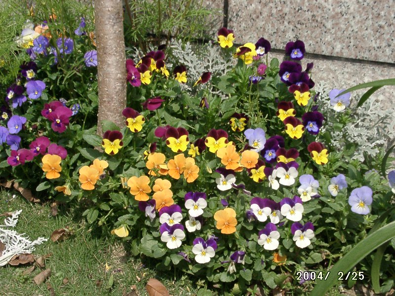 按此在新視窗瀏覽圖片