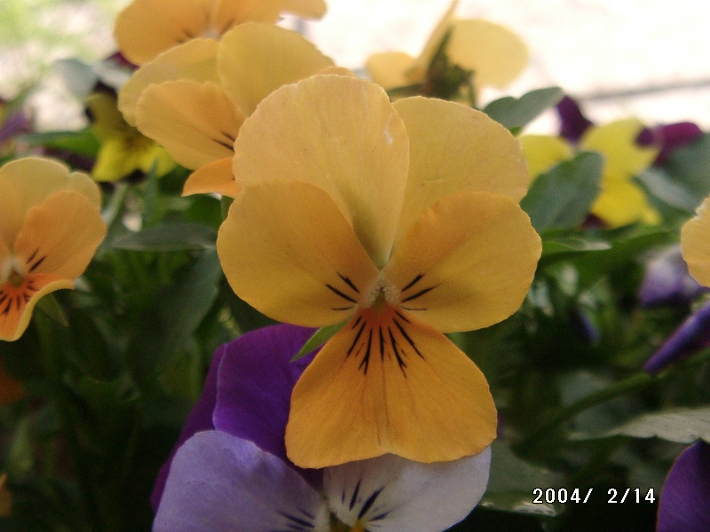 按此在新視窗瀏覽圖片