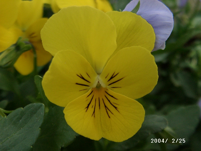 按此在新視窗瀏覽圖片