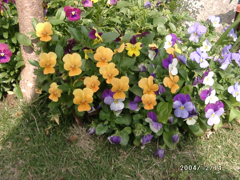 按此在新視窗瀏覽圖片