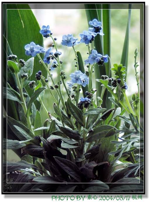 «ö¦¹¦b·sµøµ¡ÂsÄý¹Ï¤ù