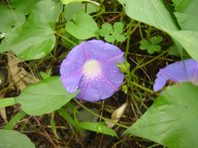 «ö¦¹¦b·sµøµ¡ÂsÄý¹Ï¤ù