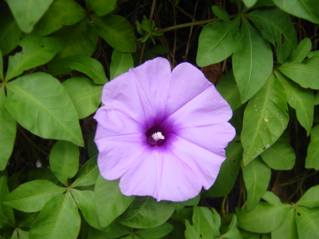 «ö¦¹¦b·sµøµ¡ÂsÄý¹Ï¤ù