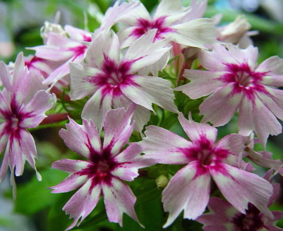 按此在新視窗瀏覽圖片