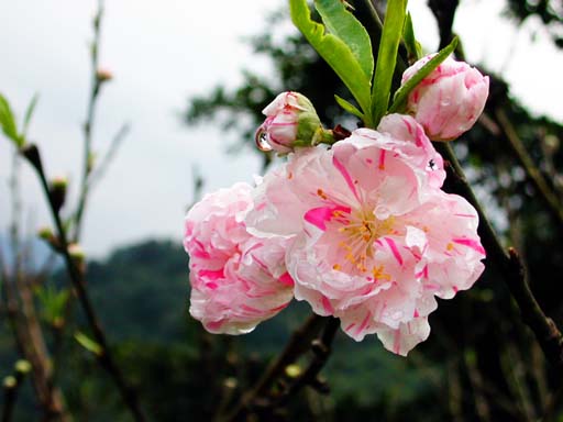 按此在新視窗瀏覽圖片