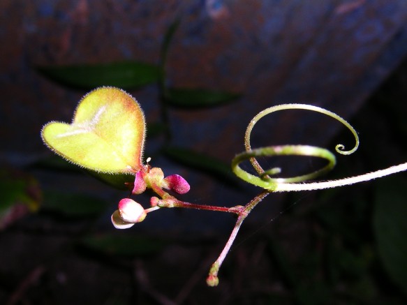 按此在新視窗瀏覽圖片