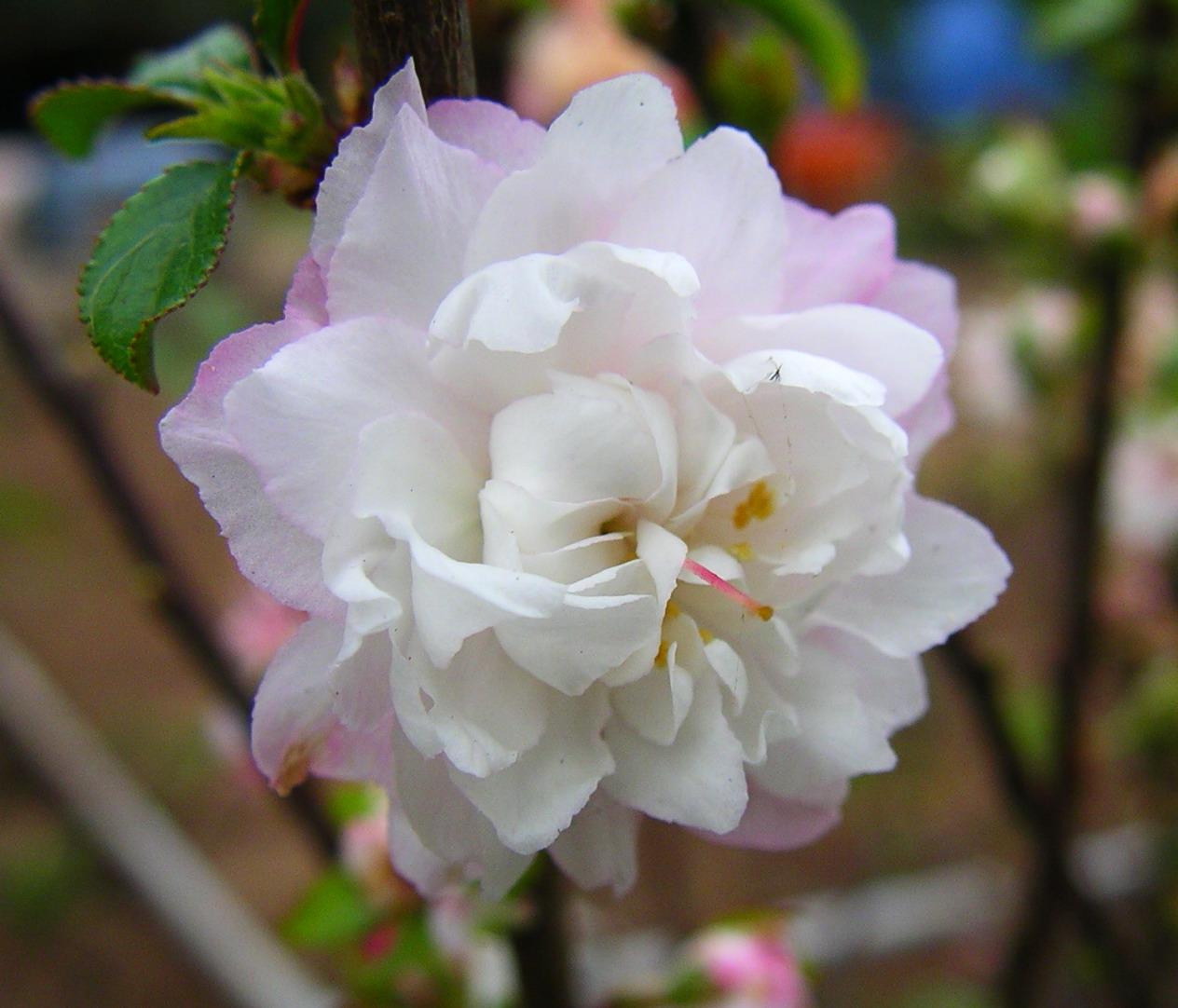 按此在新視窗瀏覽圖片