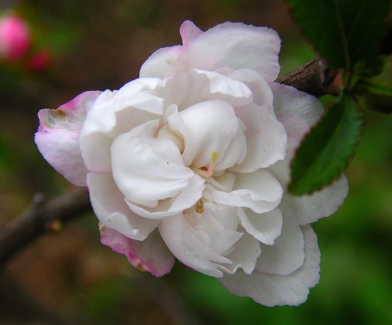 按此在新視窗瀏覽圖片