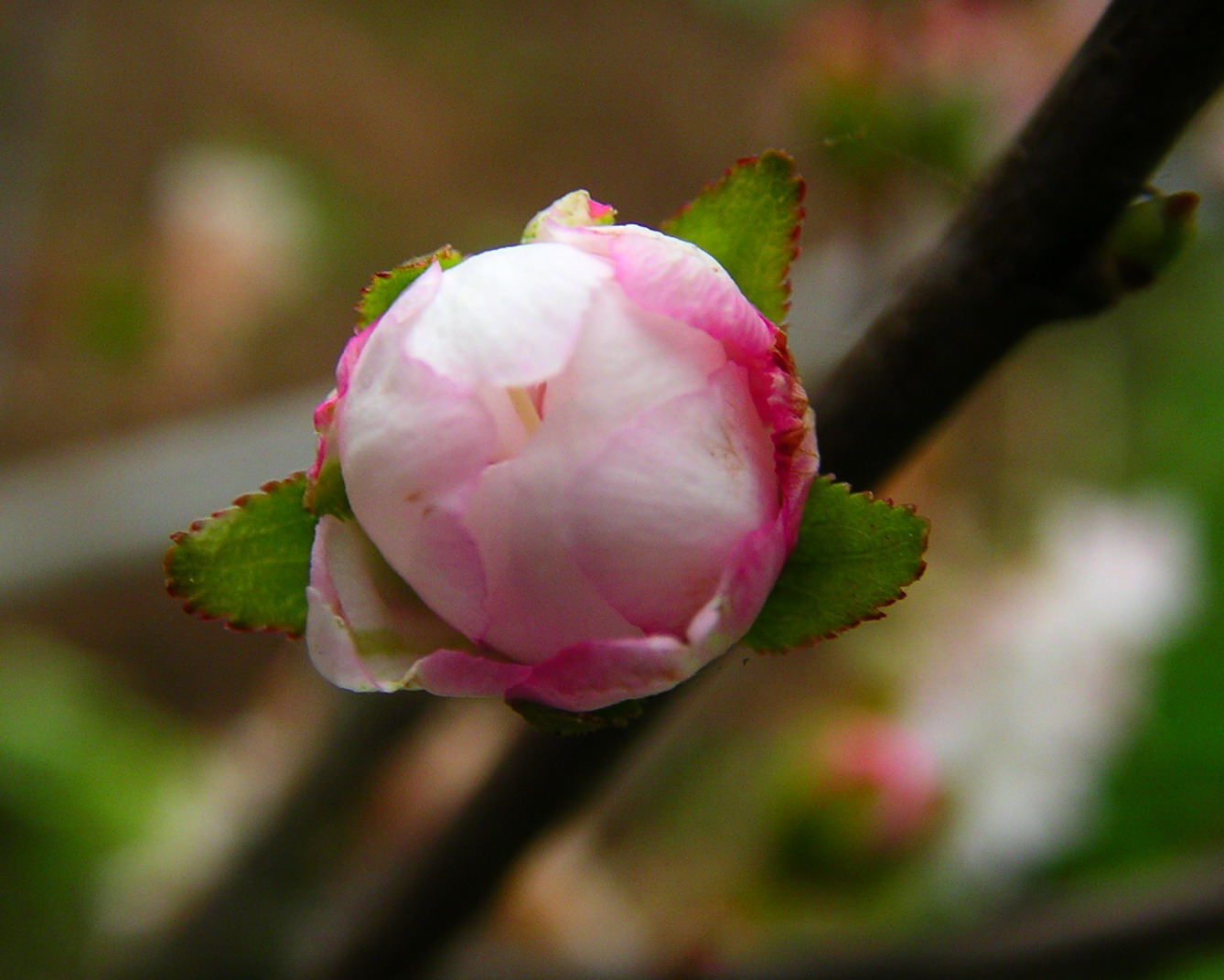 按此在新視窗瀏覽圖片