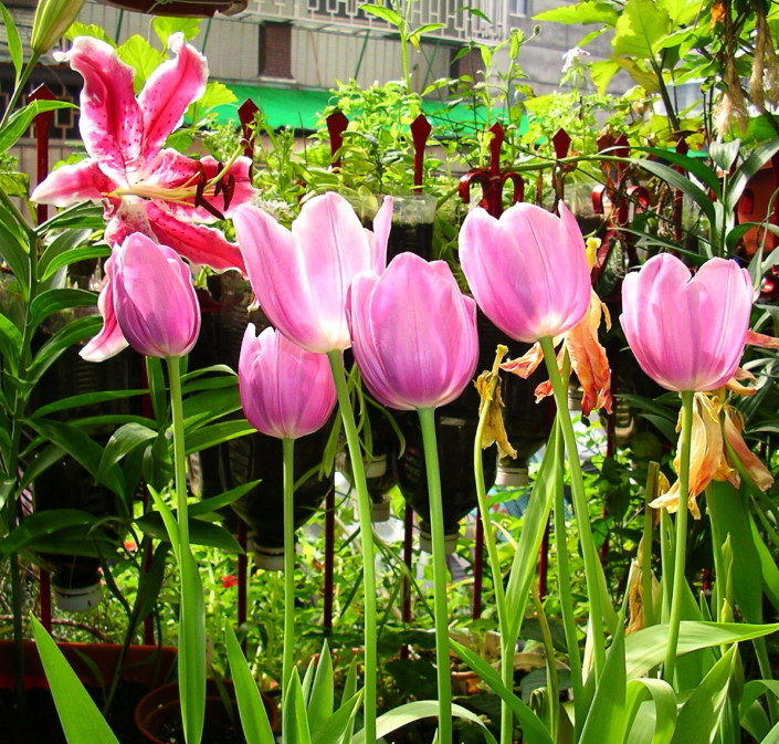 按此在新視窗瀏覽圖片