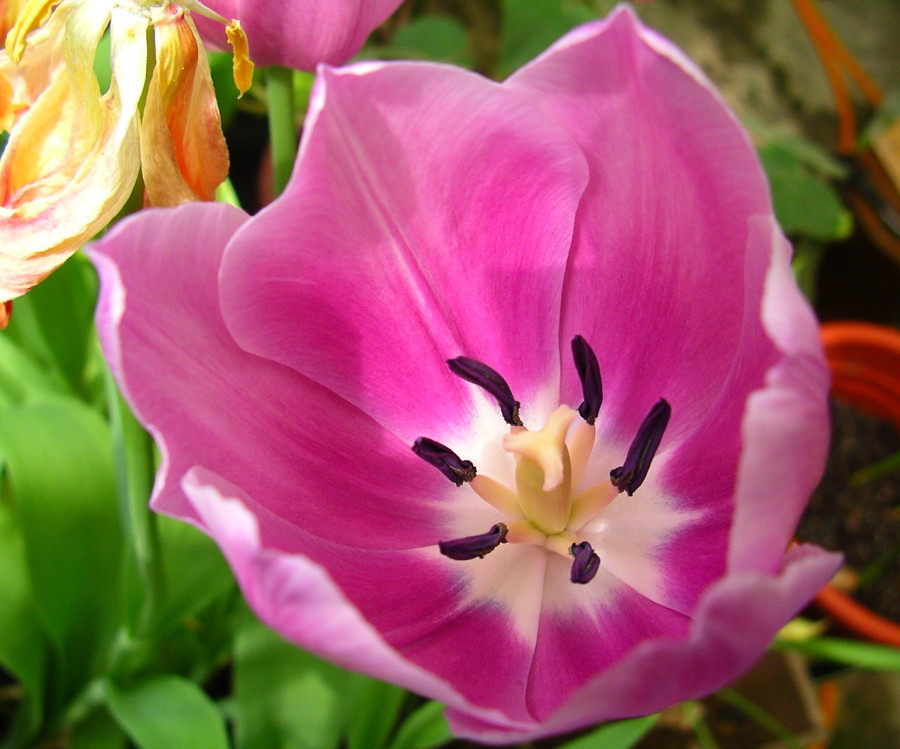 按此在新視窗瀏覽圖片