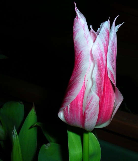 按此在新視窗瀏覽圖片