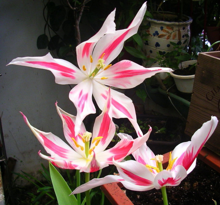 按此在新視窗瀏覽圖片