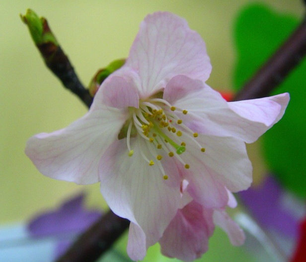 按此在新視窗瀏覽圖片