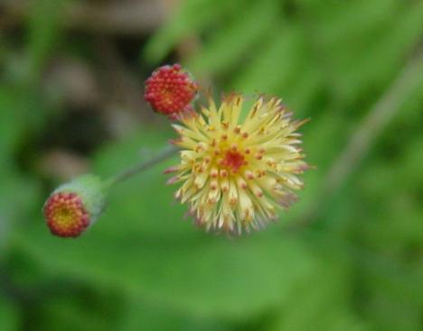 «ö¦¹¦b·sµøµ¡ÂsÄý¹Ï¤ù