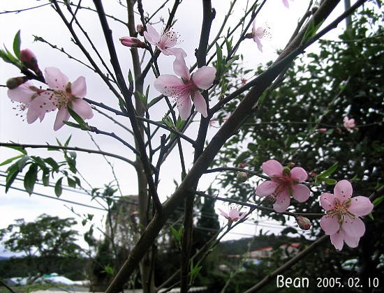 按此在新視窗瀏覽圖片