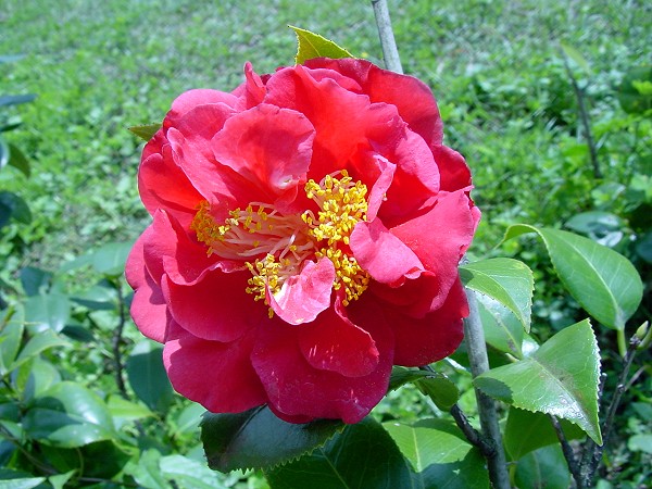 按此在新視窗瀏覽圖片