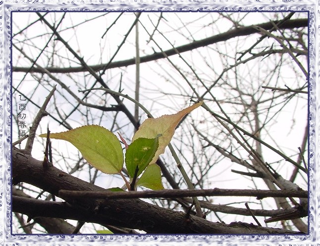 按此在新視窗瀏覽圖片