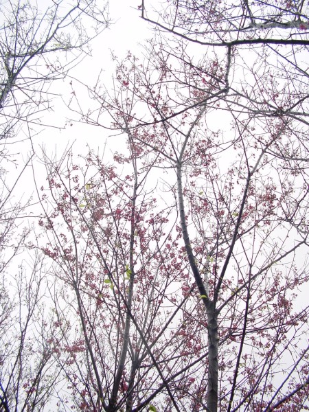 按此在新視窗瀏覽圖片