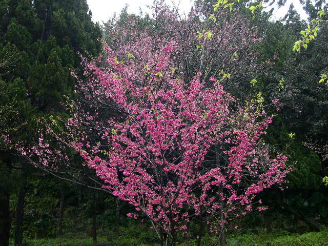 按此在新視窗瀏覽圖片