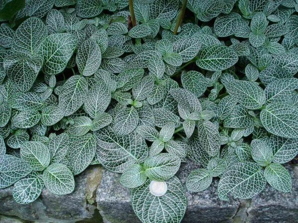 «ö¦¹¦b·sµøµ¡ÂsÄý¹Ï¤ù