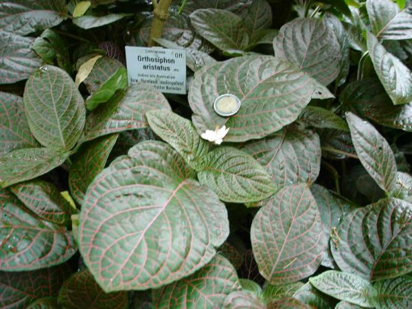 «ö¦¹¦b·sµøµ¡ÂsÄý¹Ï¤ù