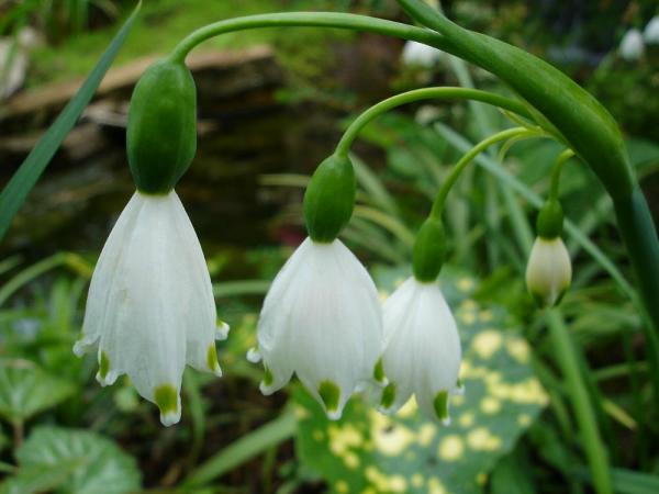 «ö¦¹¦b·sµøµ¡ÂsÄý¹Ï¤ù