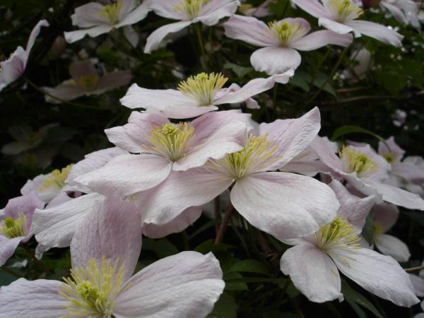 «ö¦¹¦b·sµøµ¡ÂsÄý¹Ï¤ù