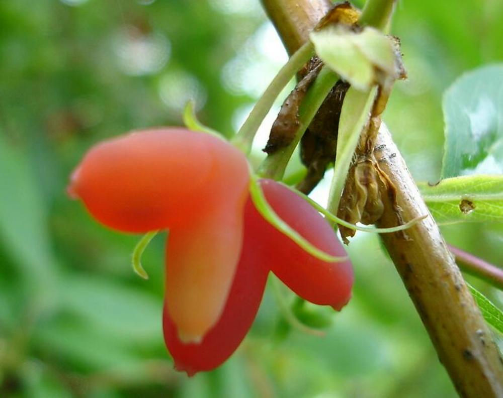 «ö¦¹¦b·sµøµ¡ÂsÄý¹Ï¤ù