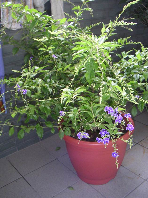 «ö¦¹¦b·sµøµ¡ÂsÄý¹Ï¤ù