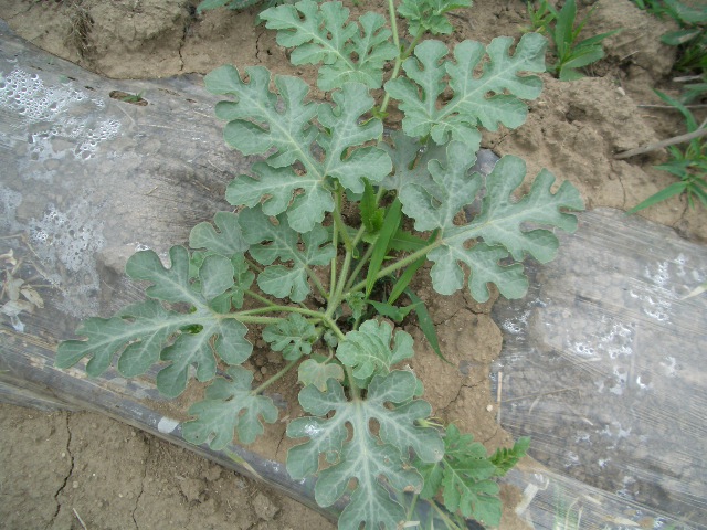 按此在新視窗瀏覽圖片