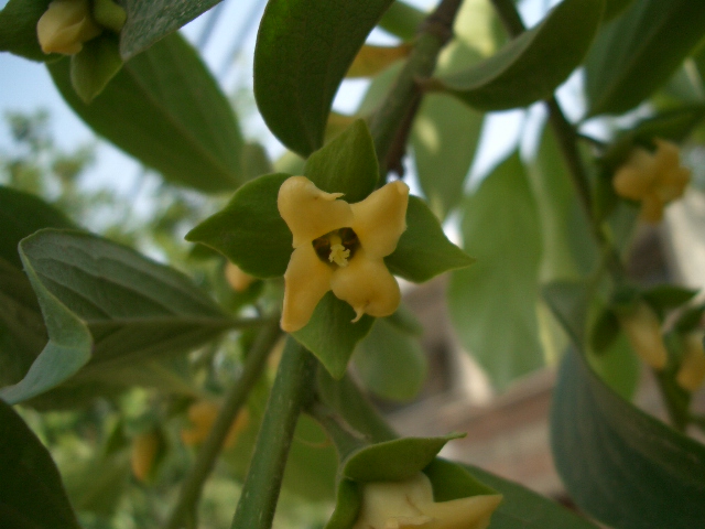 按此在新視窗瀏覽圖片