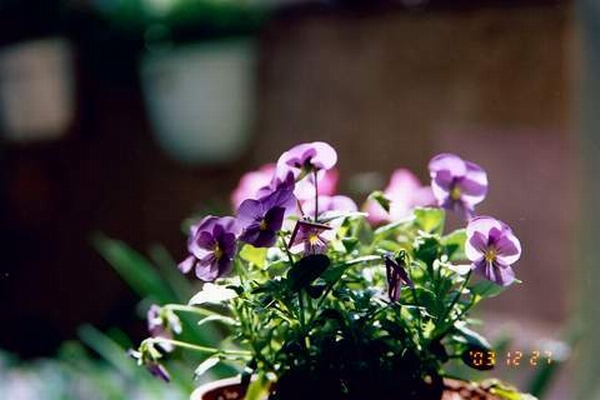 按此在新視窗瀏覽圖片